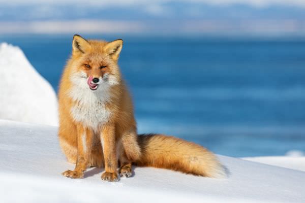 Ezo red fox in Hokkaido photographed with EF100-400mm f4.5-5.6L IS mkII on a Flexshooter Pro head