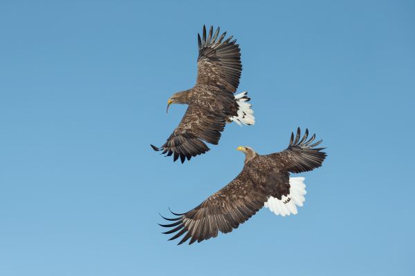 Stellar's Sea eagles photographed using my EF600mm f4L IS mkII on the Flexshooter Pro