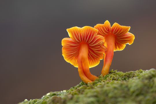 Fungi and Myxos