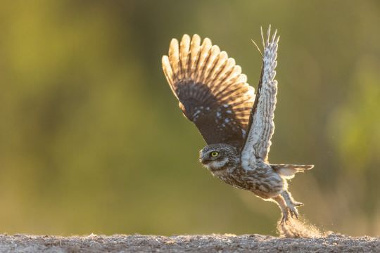 Birds