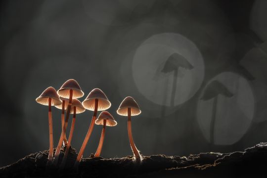 Fungi and Myxos