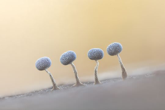 Fungi and Myxos
