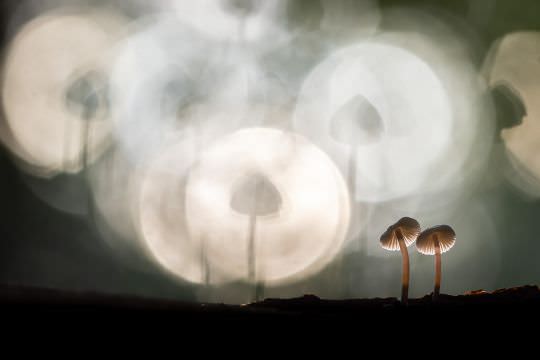 Fungi and Myxos