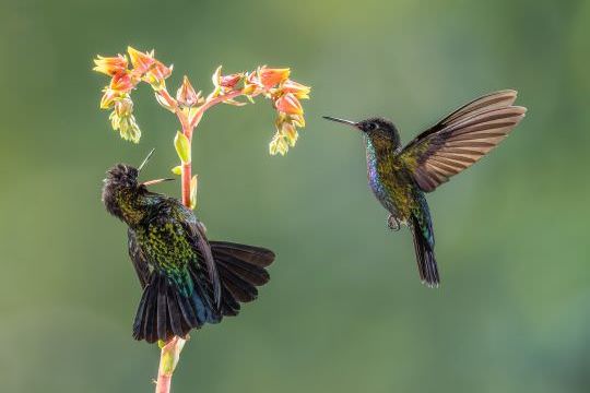 Costa Rica