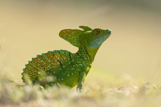 Costa Rica