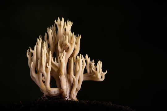 Fungi and Myxos