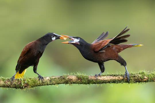 Costa Rica