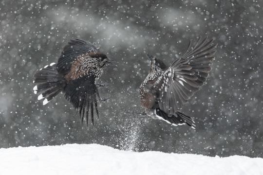 Birds