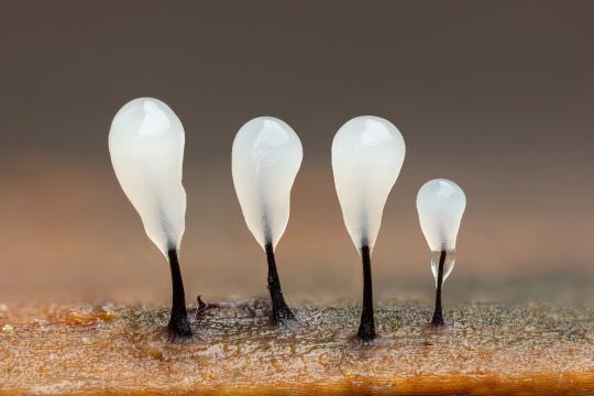 Fungi and Myxos