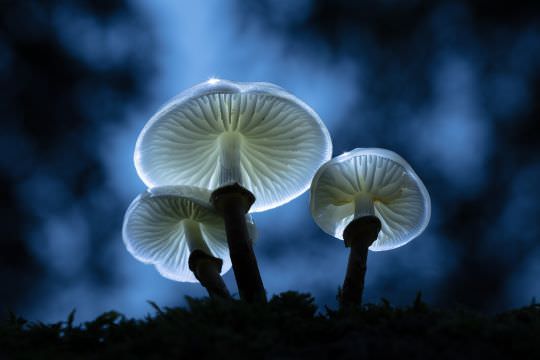 Fungi and Myxos
