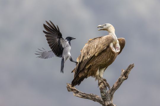 Birds