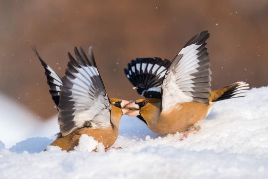 Birds