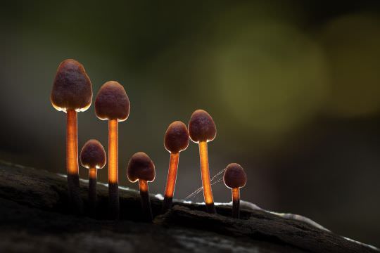 Fungi and Myxos
