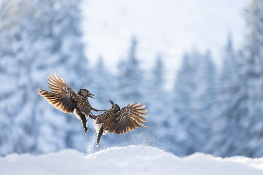 Birds