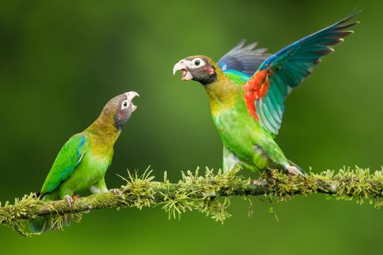 Costa Rica