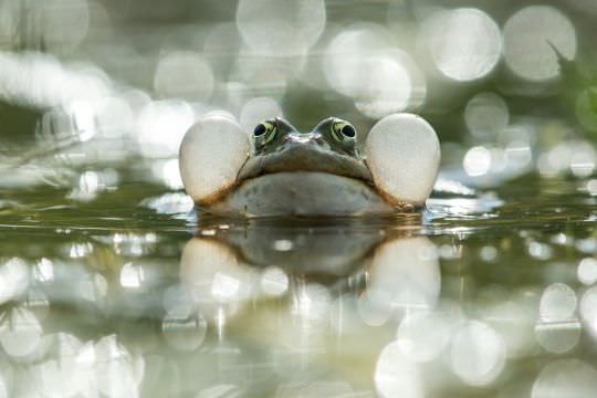 Nature