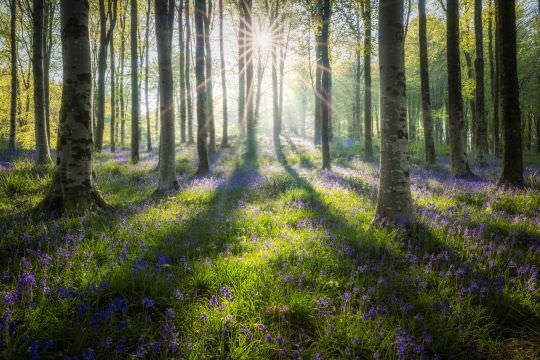 Dorset