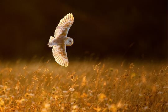 Birds