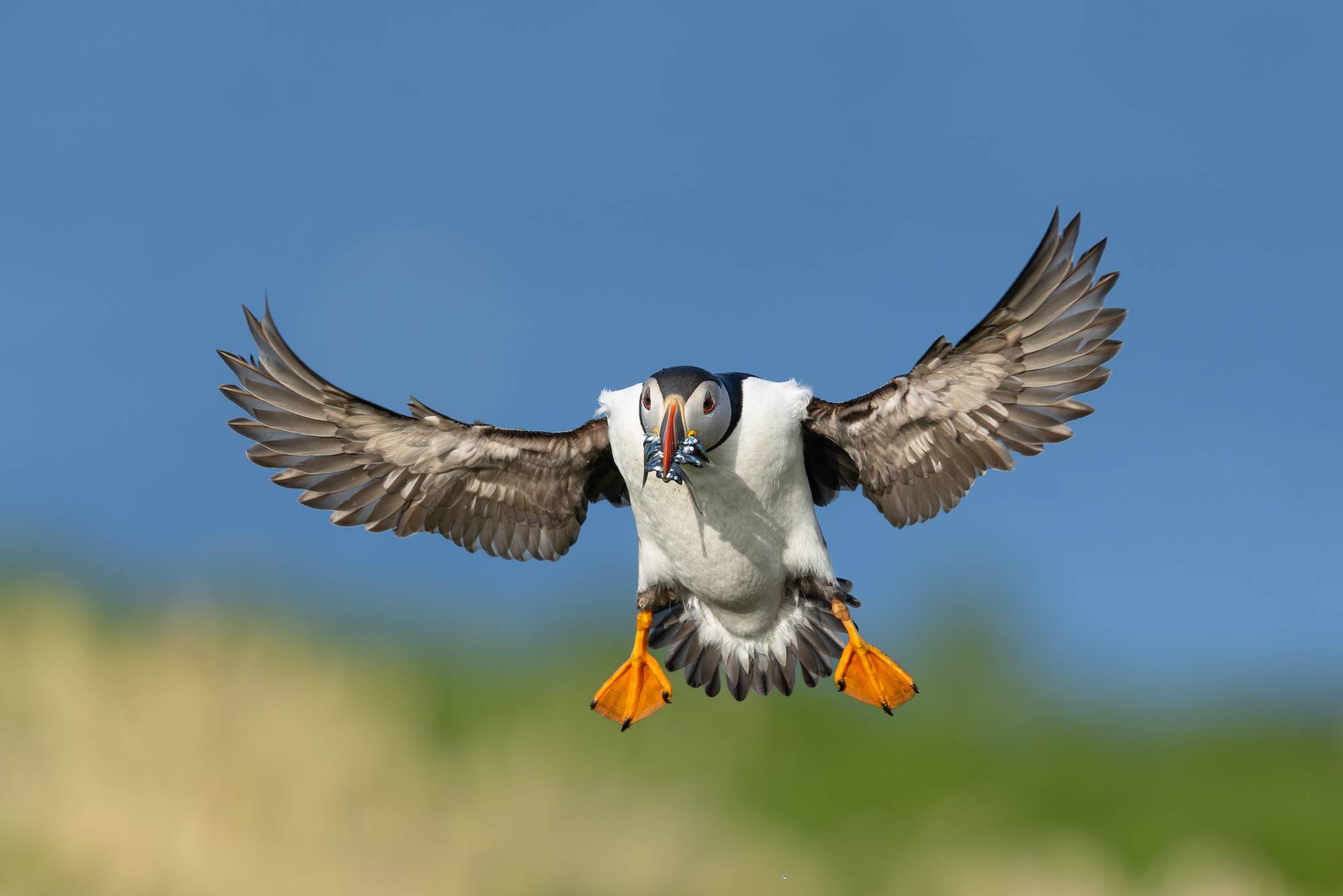 Guy Edwardes Photography Guy Edwardes Photography