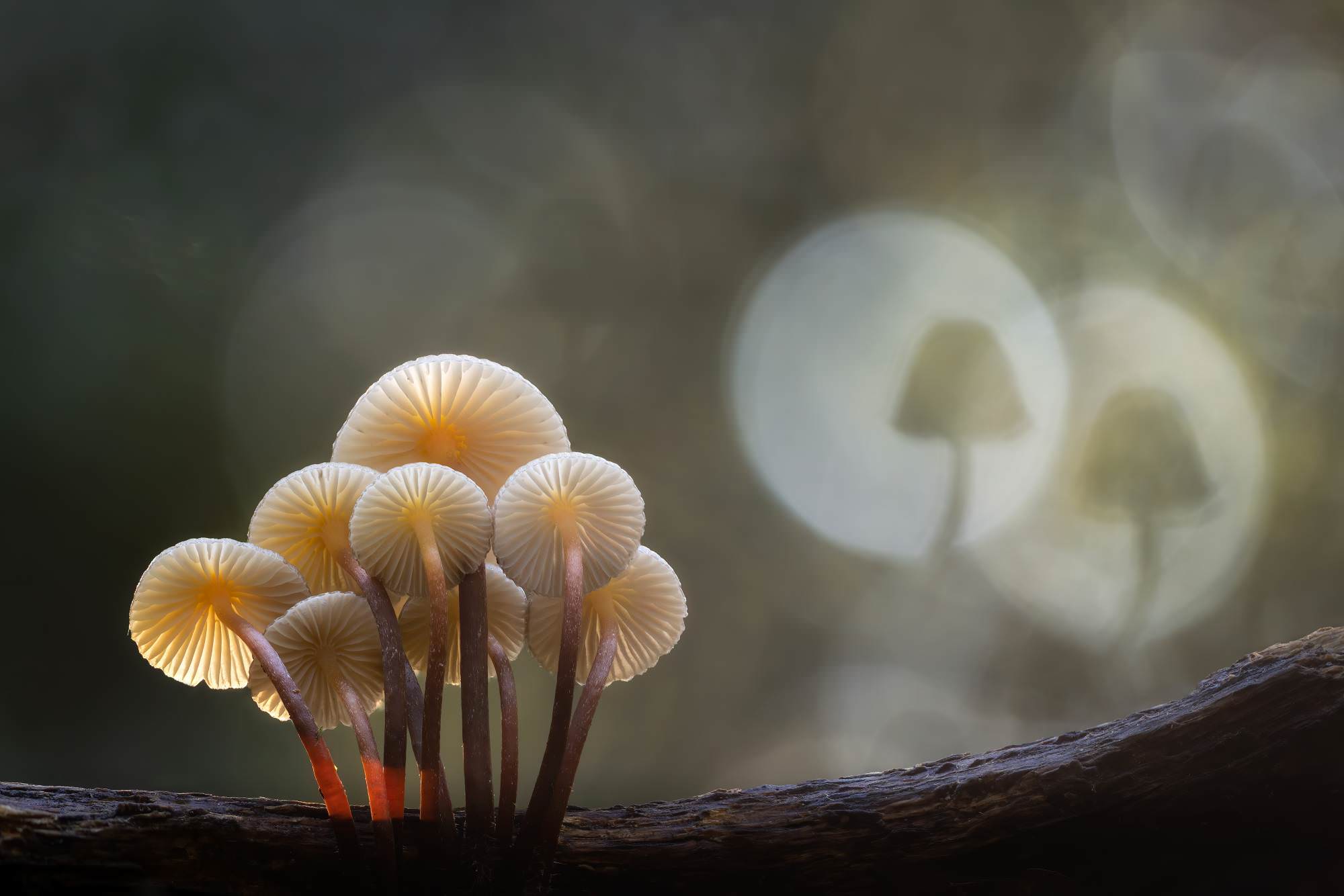 Guy Edwardes Photography Guy Edwardes Photography