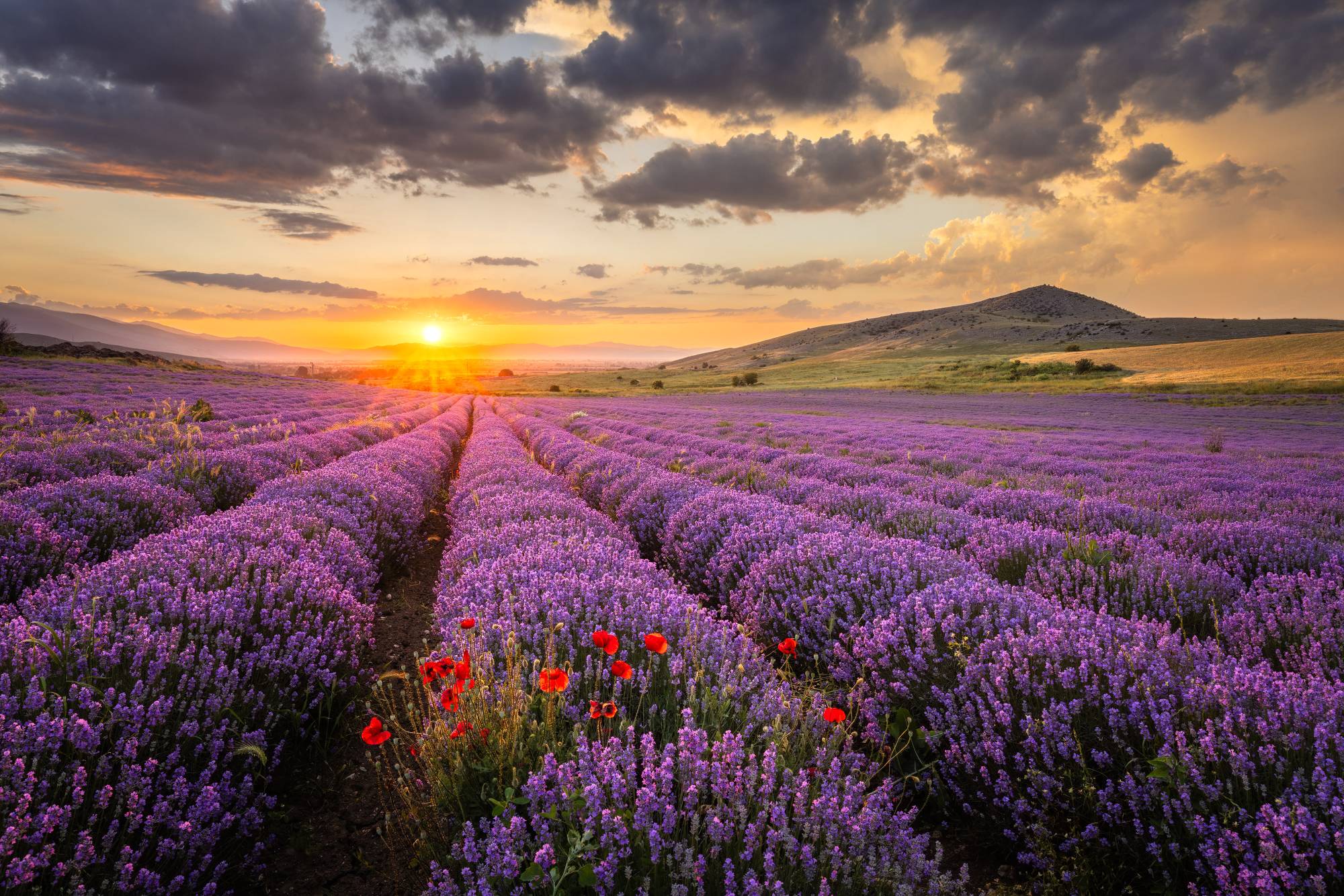 Guy Edwardes Photography Guy Edwardes Photography