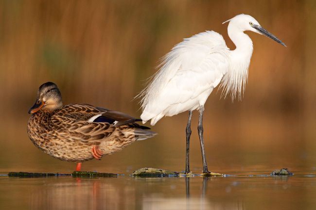 Bulgaria Waterbirds