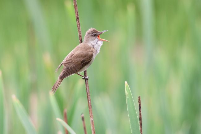 Bulgaria Waterbirds