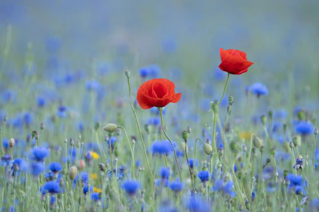 Westcountry Macro Workshop