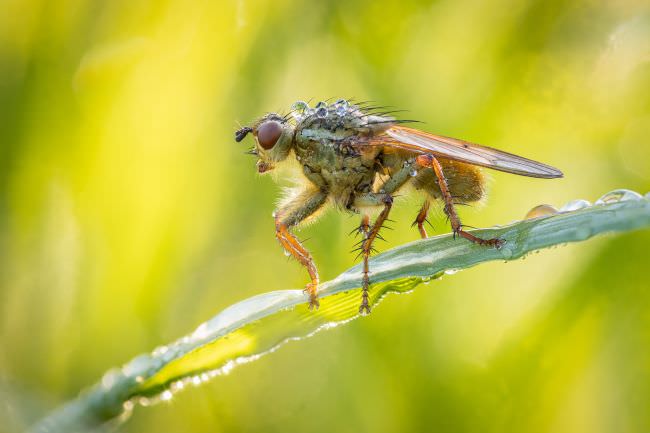 Westcountry Macro Workshop