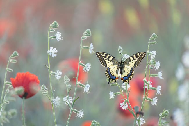 Bulgaria Spring Wildlife