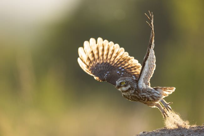 Bulgaria Spring Wildlife