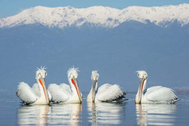 Greece & Bulgaria Winter Wildlife