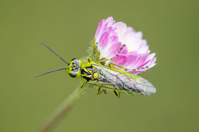 Westcountry Macro Workshop