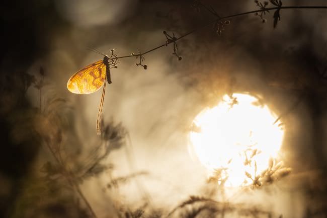 Bulgaria Spring Wildlife
