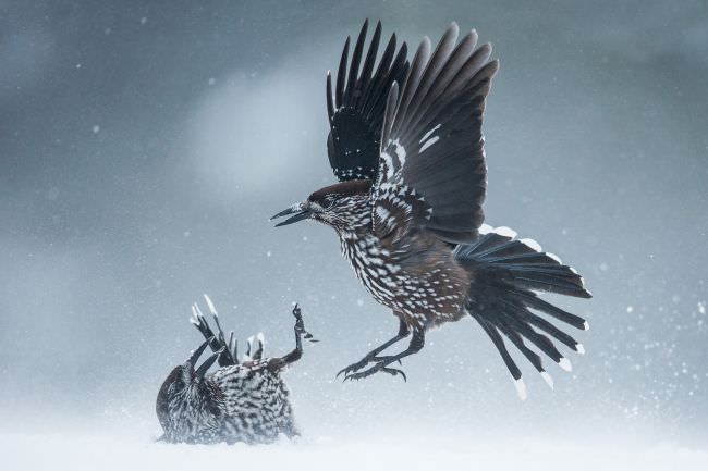 Greece & Bulgaria Winter Wildlife