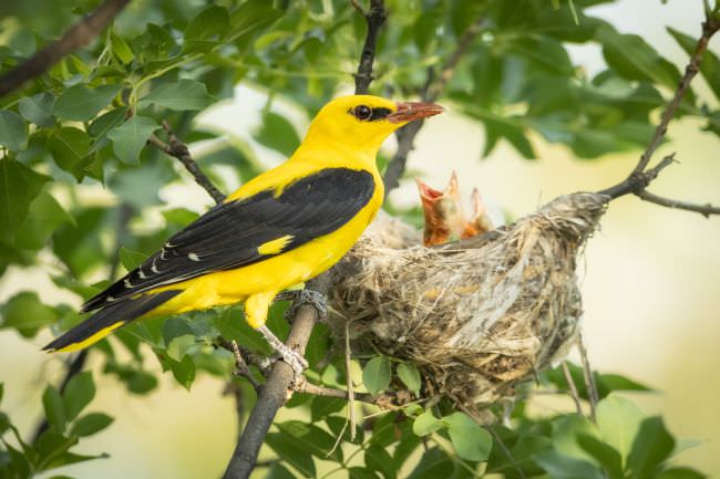 Bulgaria Spring Wildlife