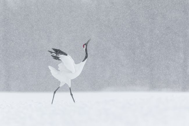 Wild Hokkaido in Winter Wild Hokkaido in Winter