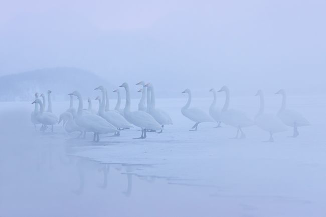 Wild Hokkaido in Winter Wild Hokkaido in Winter