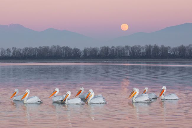 Pelicans of Lake Kerkini