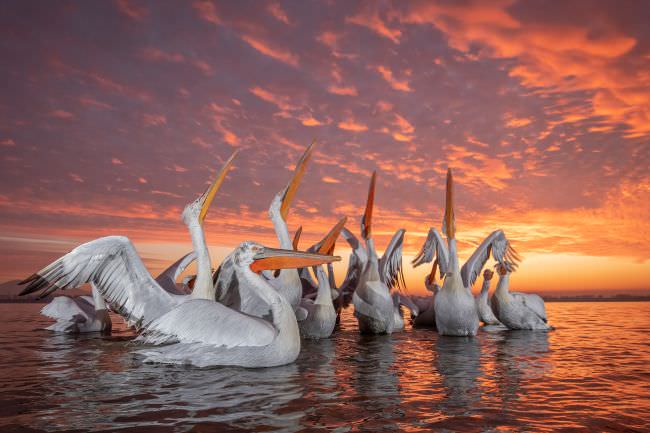 Pelicans of Lake Kerkini