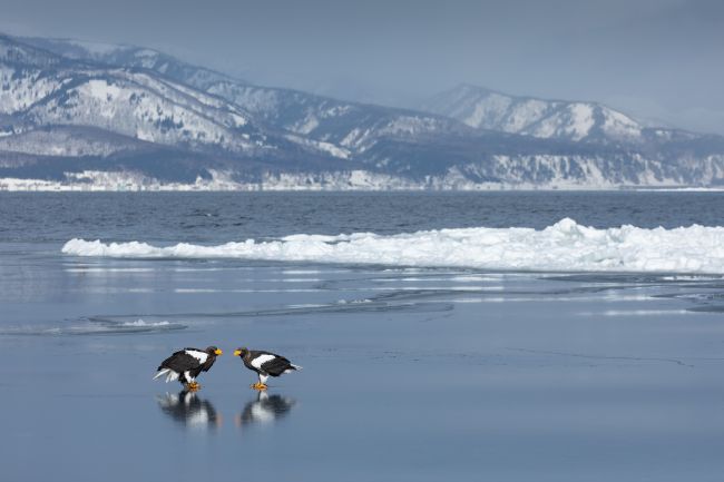 Wild Hokkaido in Winter Wild Hokkaido in Winter