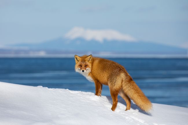 Wild Hokkaido in Winter Wild Hokkaido in Winter