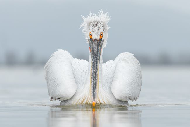 Pelicans of Lake Kerkini