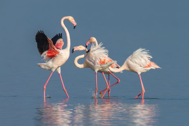 Pelicans of Lake Kerkini