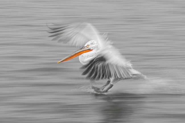 Pelicans of Lake Kerkini