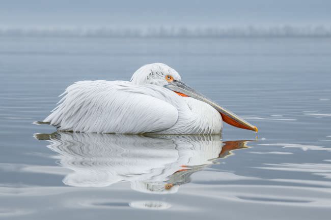 Greece & Bulgaria Winter Wildlife