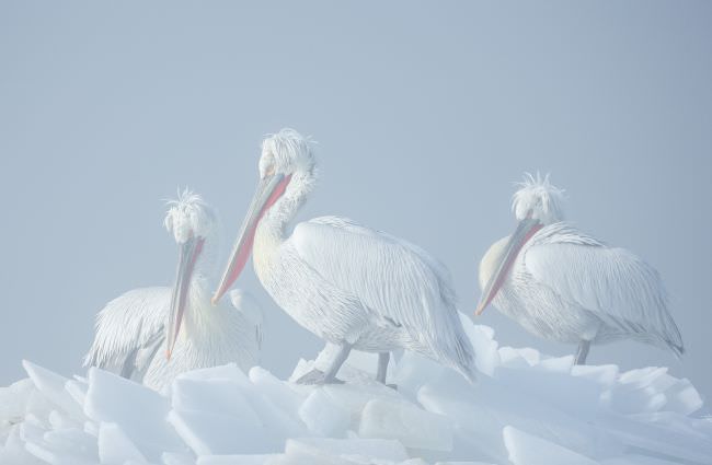 Pelicans of Lake Kerkini