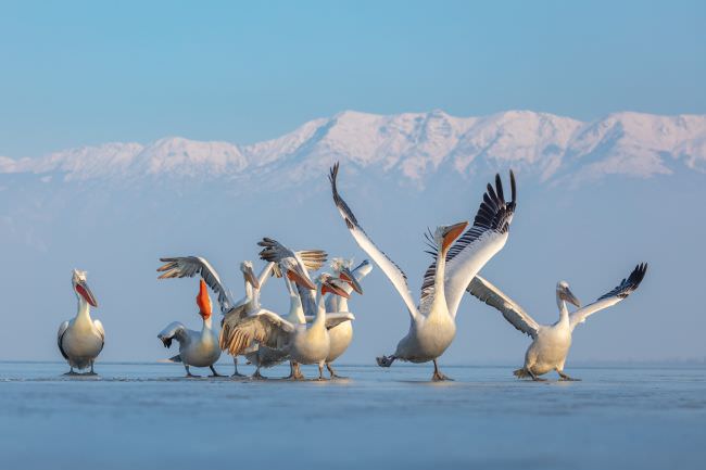 Pelicans of Lake Kerkini