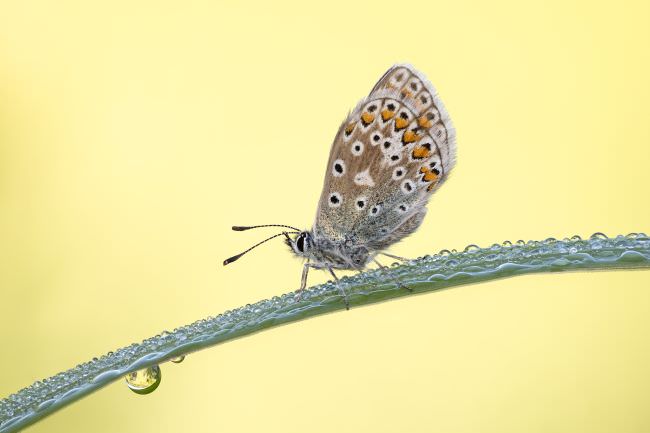 Westcountry Macro Workshop