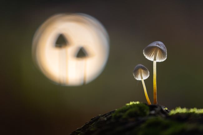 Fungi